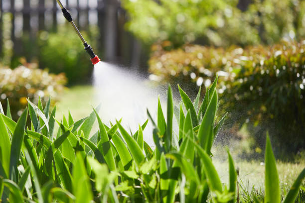 24/7 Emergency Termite Control experts in Hayti, MO